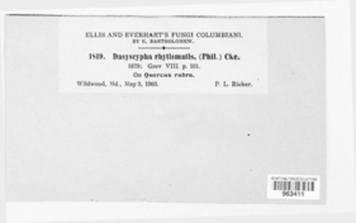 Lachnum rhytismatis image